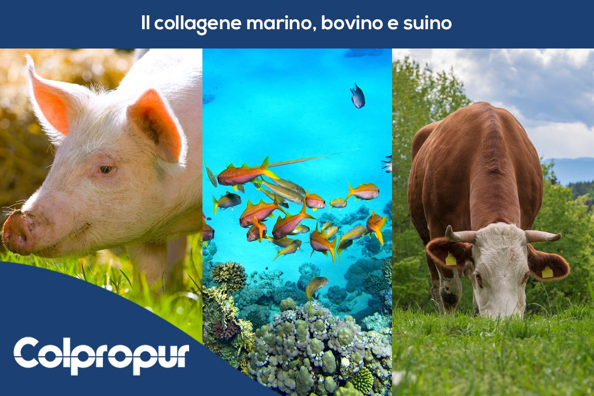 collagene marino bovino suino